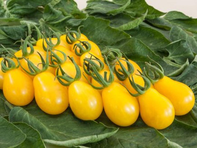Produktfoto zu Cherrytomate Yellow Submarine