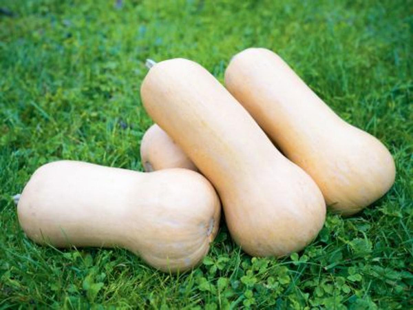 Produktfoto zu Kürbis Mini Butternut