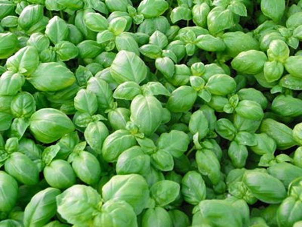 Produktfoto zu Basilikum Genoveser