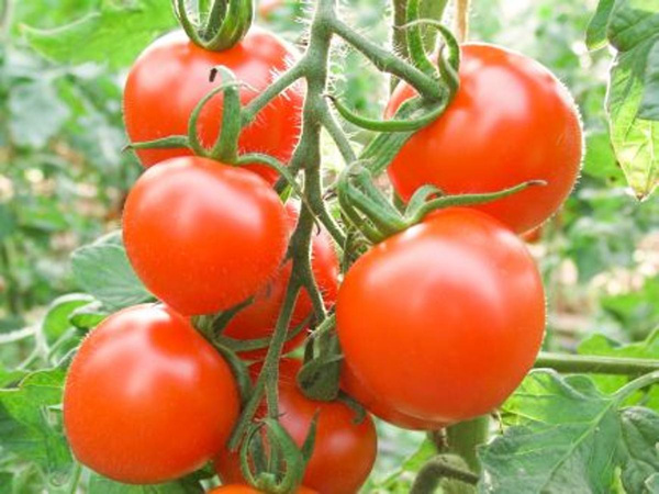 Produktfoto zu Cocktailtomate Ruthje