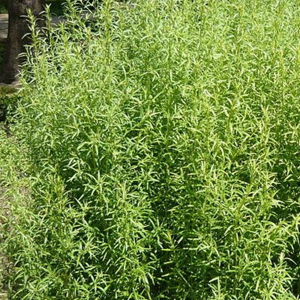 Produktfoto zu Estragon Bund