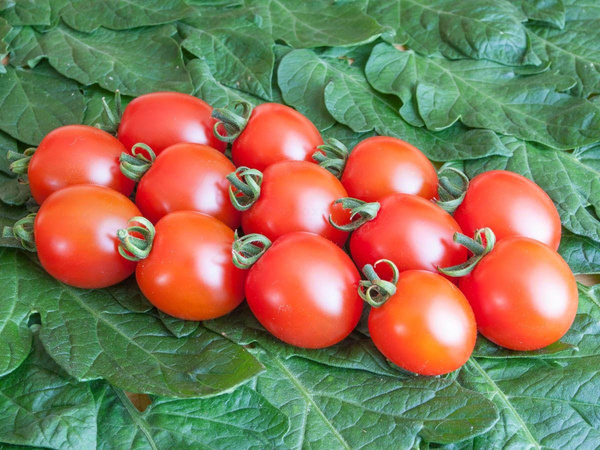 Produktfoto zu Cherrytomate Trixi