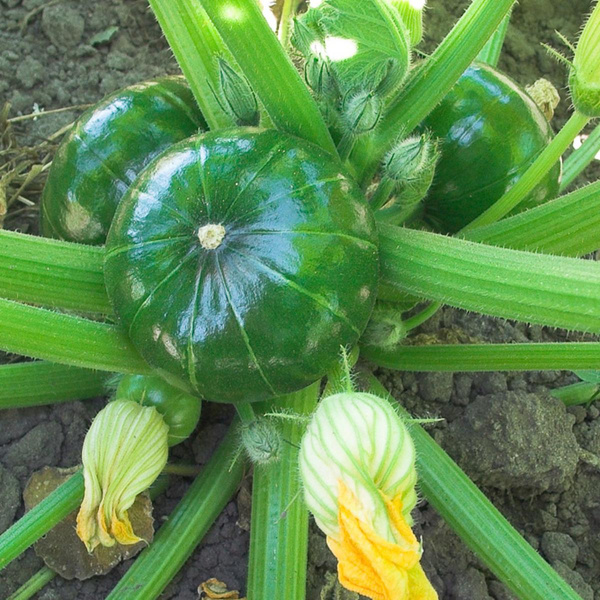 Produktfoto zu Zucchini Zappho