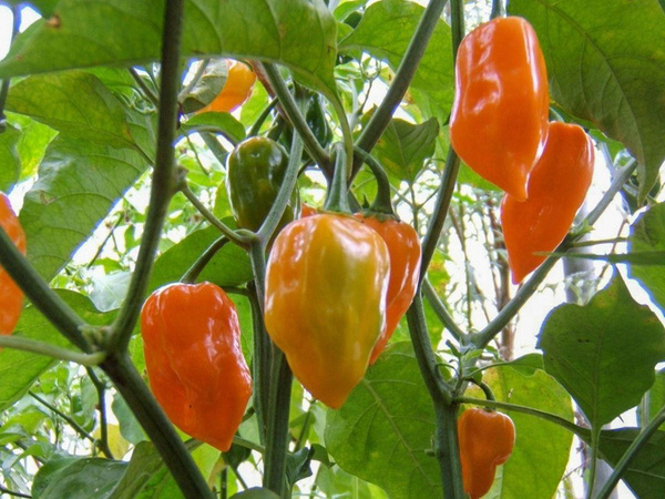 Produktfoto zu Chili Habanero orange