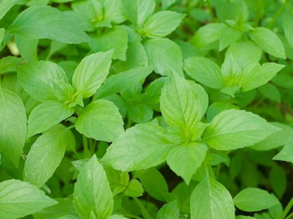 Produktfoto zu Basilikum Zitronenbasilikum