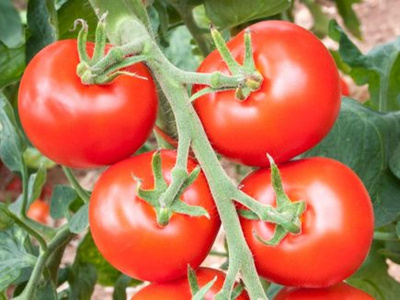 Produktfoto zu Salattomate Hellfrucht