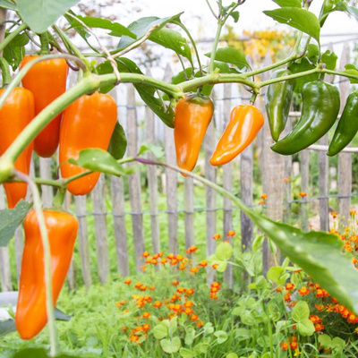 Produktfoto zu Paprika Lady Lou
