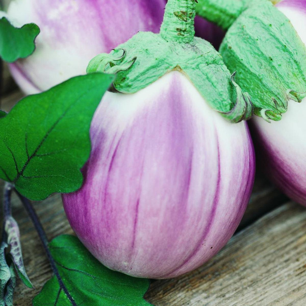 Produktfoto zu Aubergine Rotonda Bianca