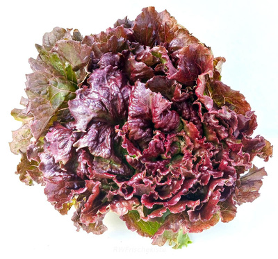 Produktfoto zu Batavia rot