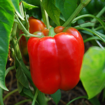 Produktfoto zu Paprika Jumbo