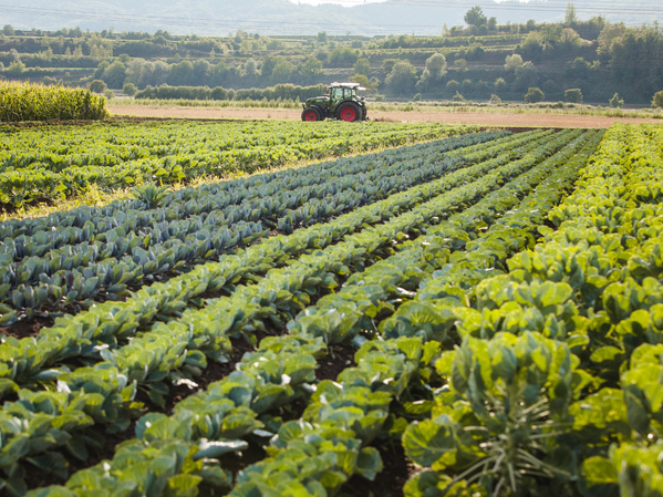 KI generiert: Ein Traktor auf einem Feld mit Reihen von Gemüsepflanzen unter blauem Himmel und in ländlicher Umgebung.