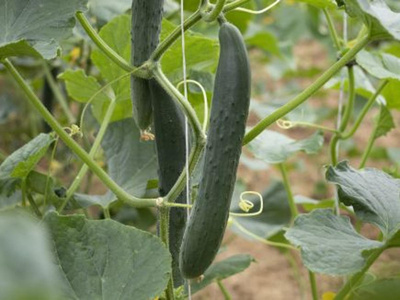 Produktfoto zu Gurken Arola