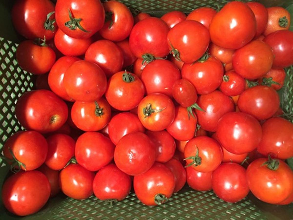 Produktfoto zu Einkochtomaten 5kg Karton