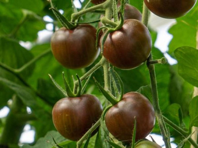 Produktfoto zu Cherrytomate Black Cherry