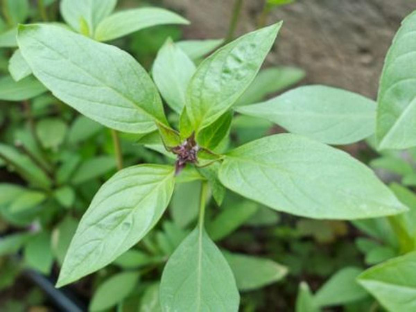Produktfoto zu Basilikum Thai