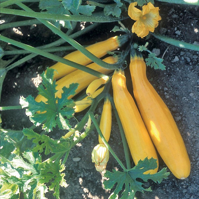 Produktfoto zu Zucchini Gold Rush
