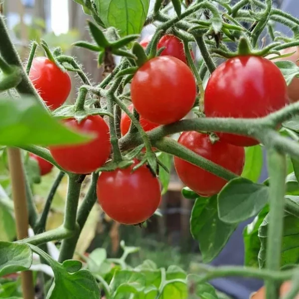 Produktfoto zu Buschtomate Ampel