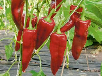 Produktfoto zu Paprika Pantos