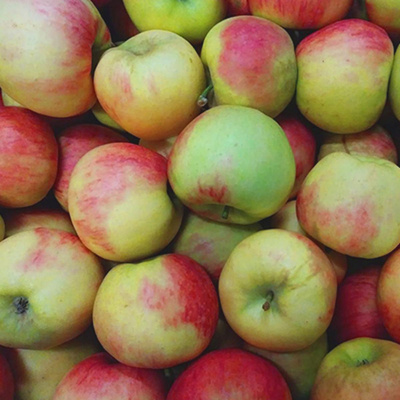 Produktfoto zu Elstar Apfel