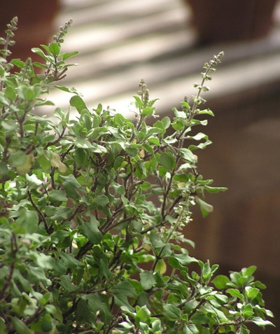 Produktfoto zu Basilikum Tulsi