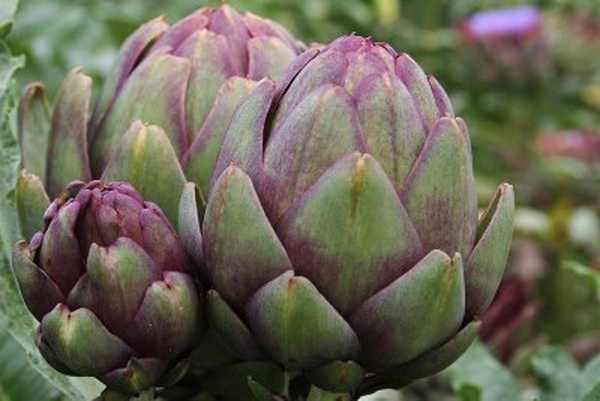 Produktfoto zu Artischocken Stück