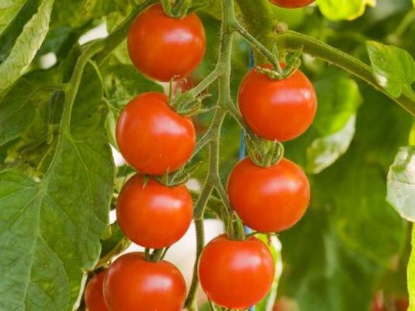Produktfoto zu Cherrytomate Zuckertraube