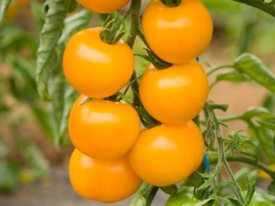 Produktfoto zu Salattomate Goldene Königin