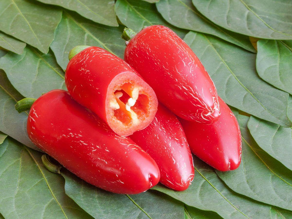 Produktfoto zu Chili Jalapeno Ruben