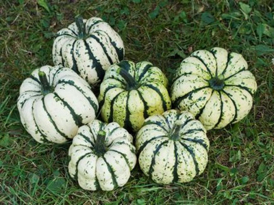 Produktfoto zu Kürbis Sweet Dumpling