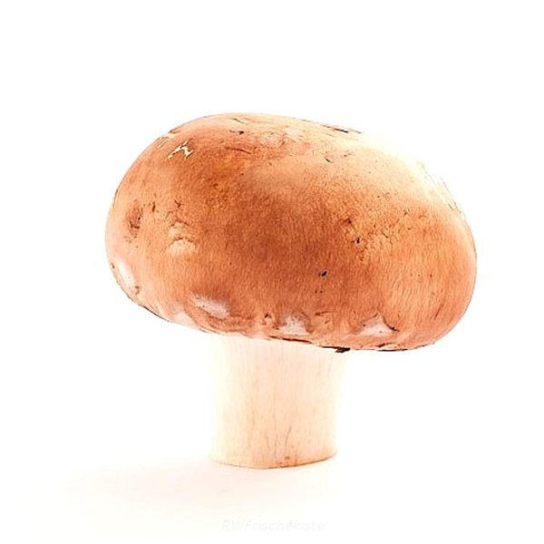 Produktfoto zu Steinchampignon