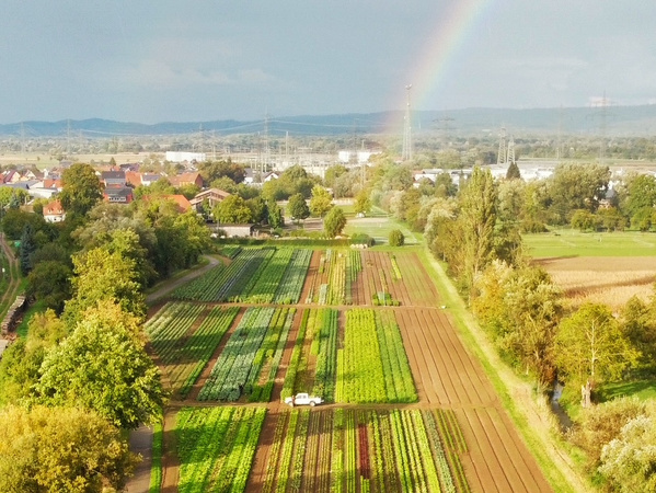 KI generiert: Ein Feld mit verschiedenen Pflanzen, im Hintergrund ein Regenbogen und eine Ortschaft.