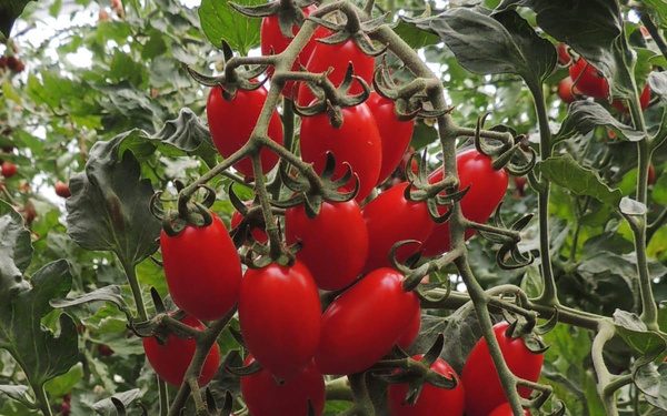 Produktfoto zu Cherrytomate Donatellina
