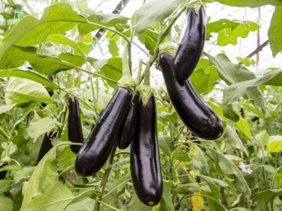 Produktfoto zu Aubergine de Barbetane