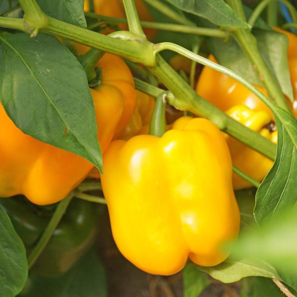 Produktfoto zu Paprika Afrodita