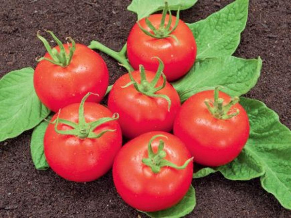 Produktfoto zu Salattomate Matina