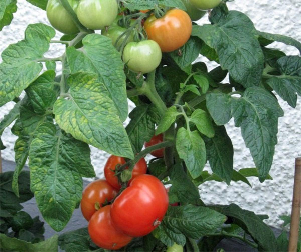 Produktfoto zu Salattomate Kremser Perle