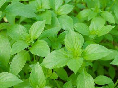 Produktfoto zu Basilikum Zitronenbasilikum