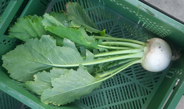 Produktfoto zu Mairübe