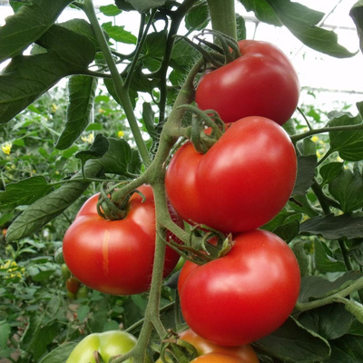 Produktfoto zu Salattomate Moneymaker