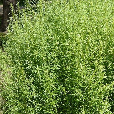 Produktfoto zu Estragon Bund