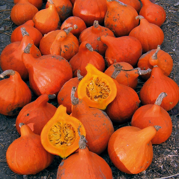 Produktfoto zu Kürbis Hokkaido ROT