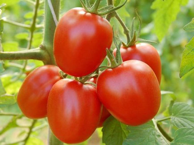Produktfoto zu Salattomate Quadro