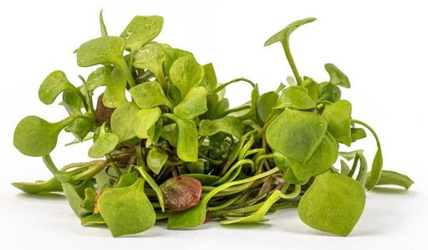 Produktfoto zu Postelein