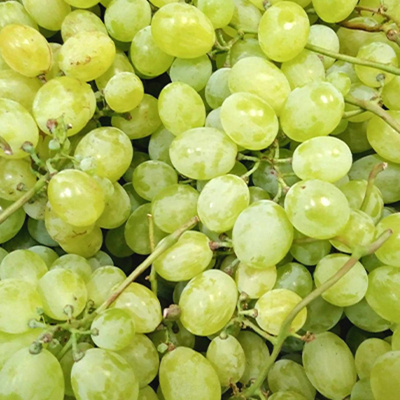 Produktfoto zu Traube Italia weiß