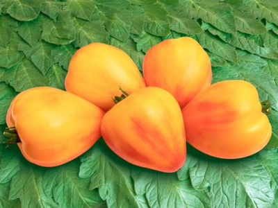 Produktfoto zu Fleischtomate Sonnenherz