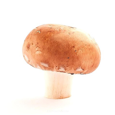 Produktfoto zu Steinchampignon